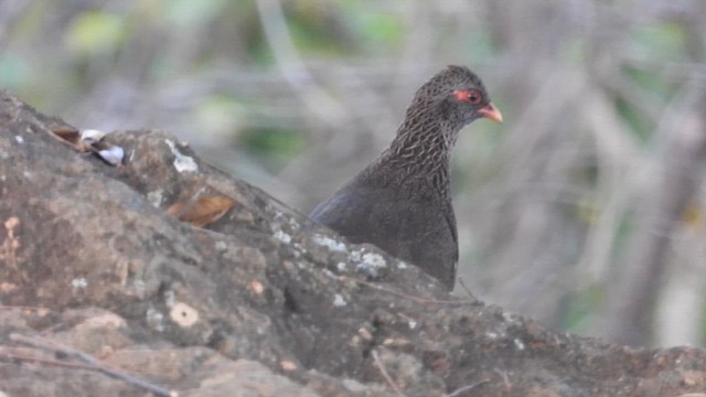 Gallinita Roquera - ML615599002