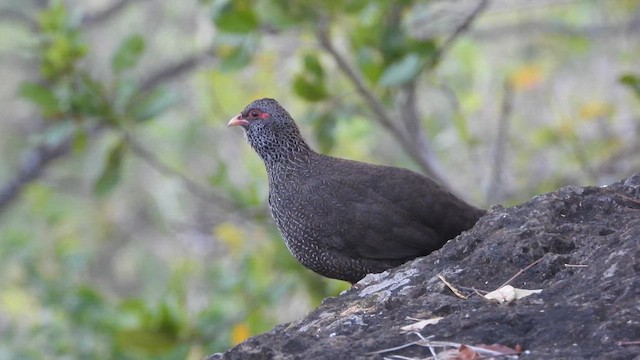 Gallinita Roquera - ML615599006