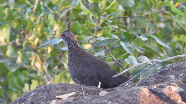 Stone Partridge - ML615599033