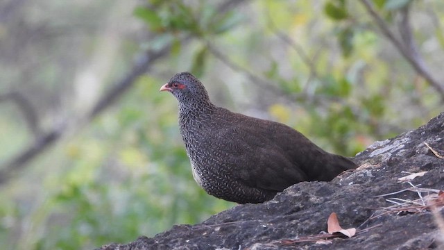 Gallinita Roquera - ML615599037