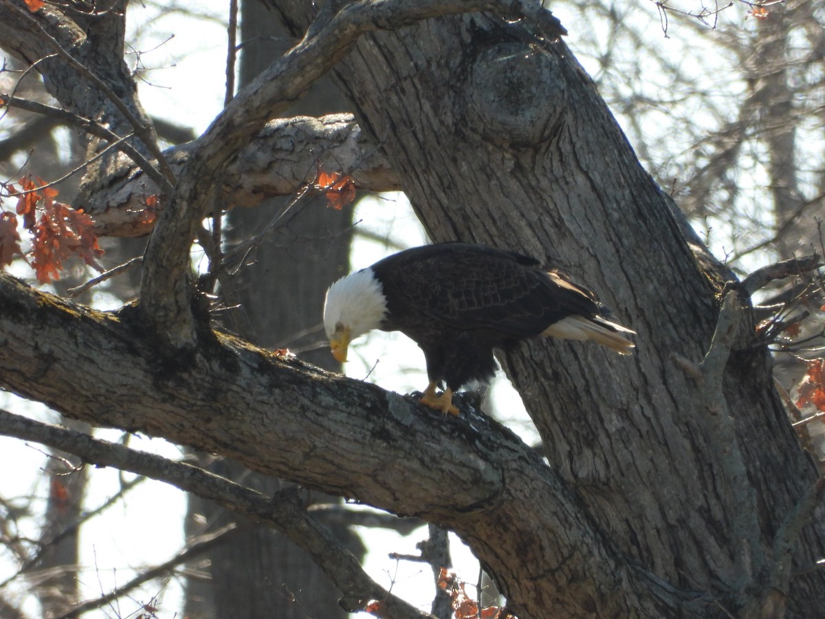 Bald Eagle - Renate Erwin