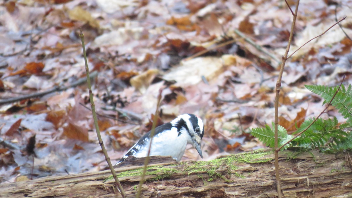 Hairy Woodpecker - Allan Strong