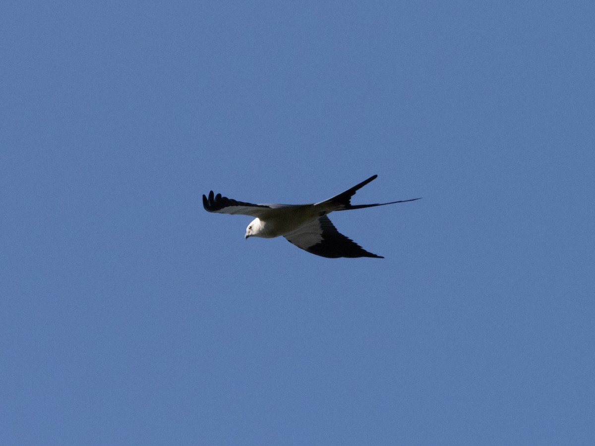 Swallow-tailed Kite - ML615599232