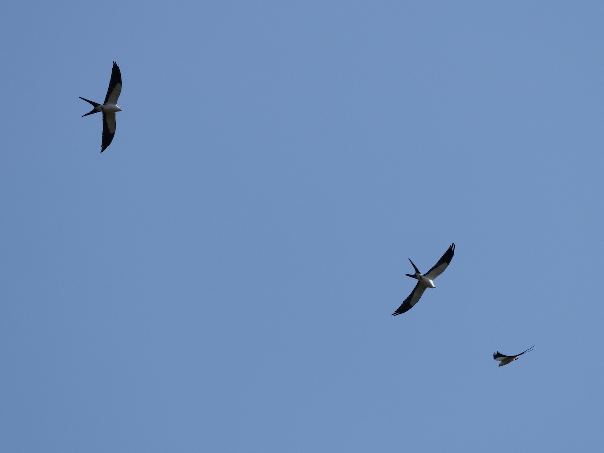 Swallow-tailed Kite - ML615599233