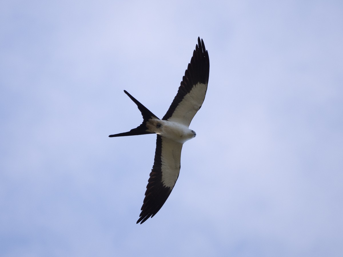 Swallow-tailed Kite - ML615599235