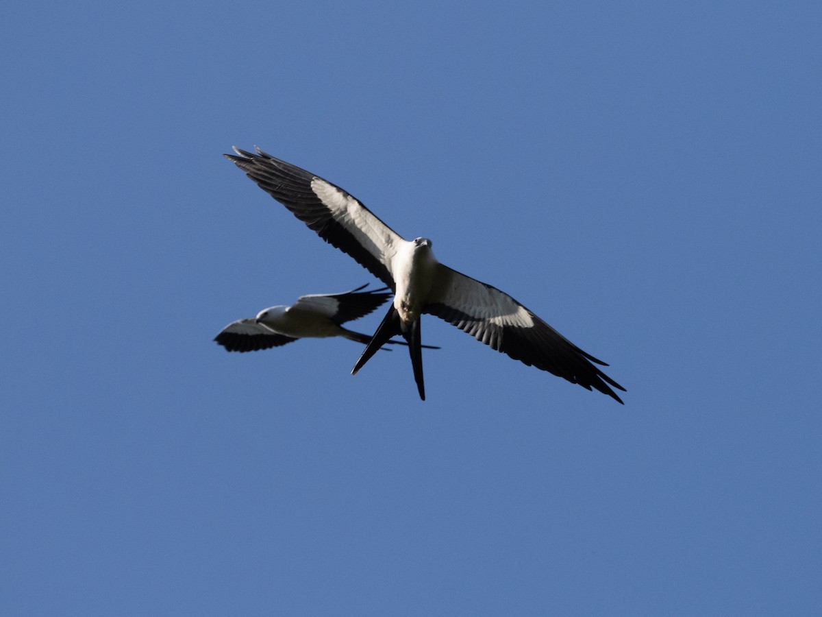 Swallow-tailed Kite - ML615599236