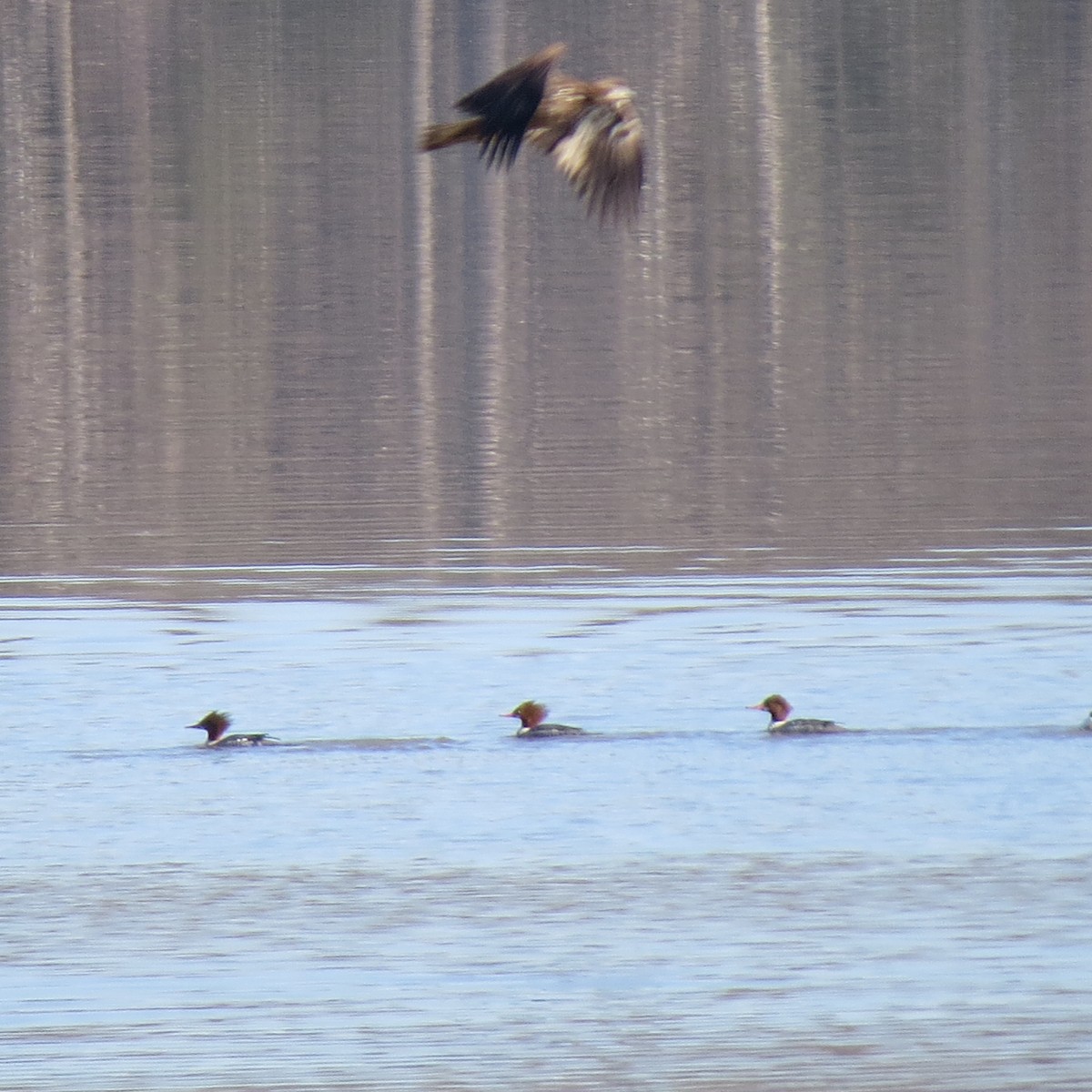 Common Merganser - ML615599396