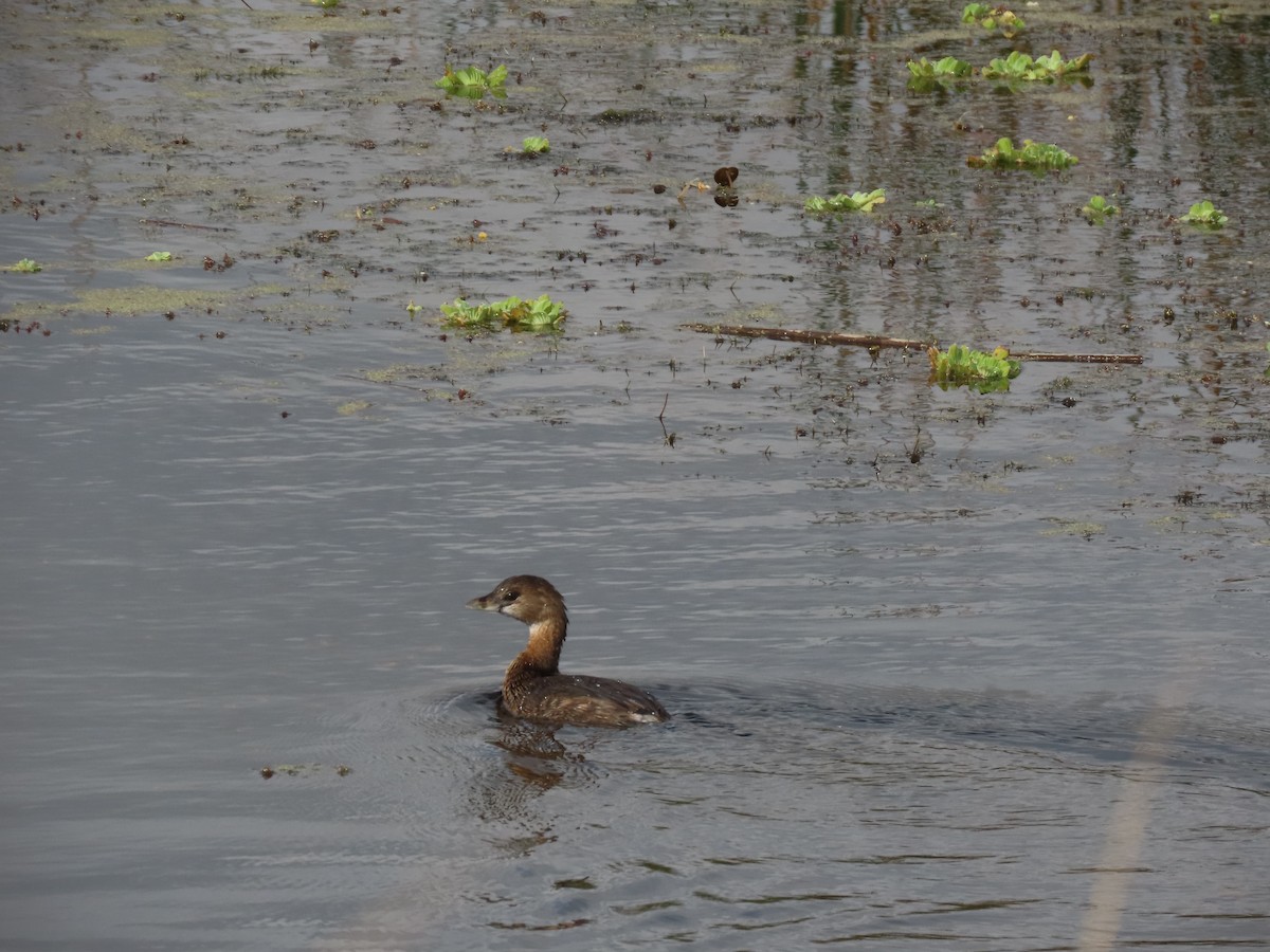 Pied-billed Grebe - ML615599409