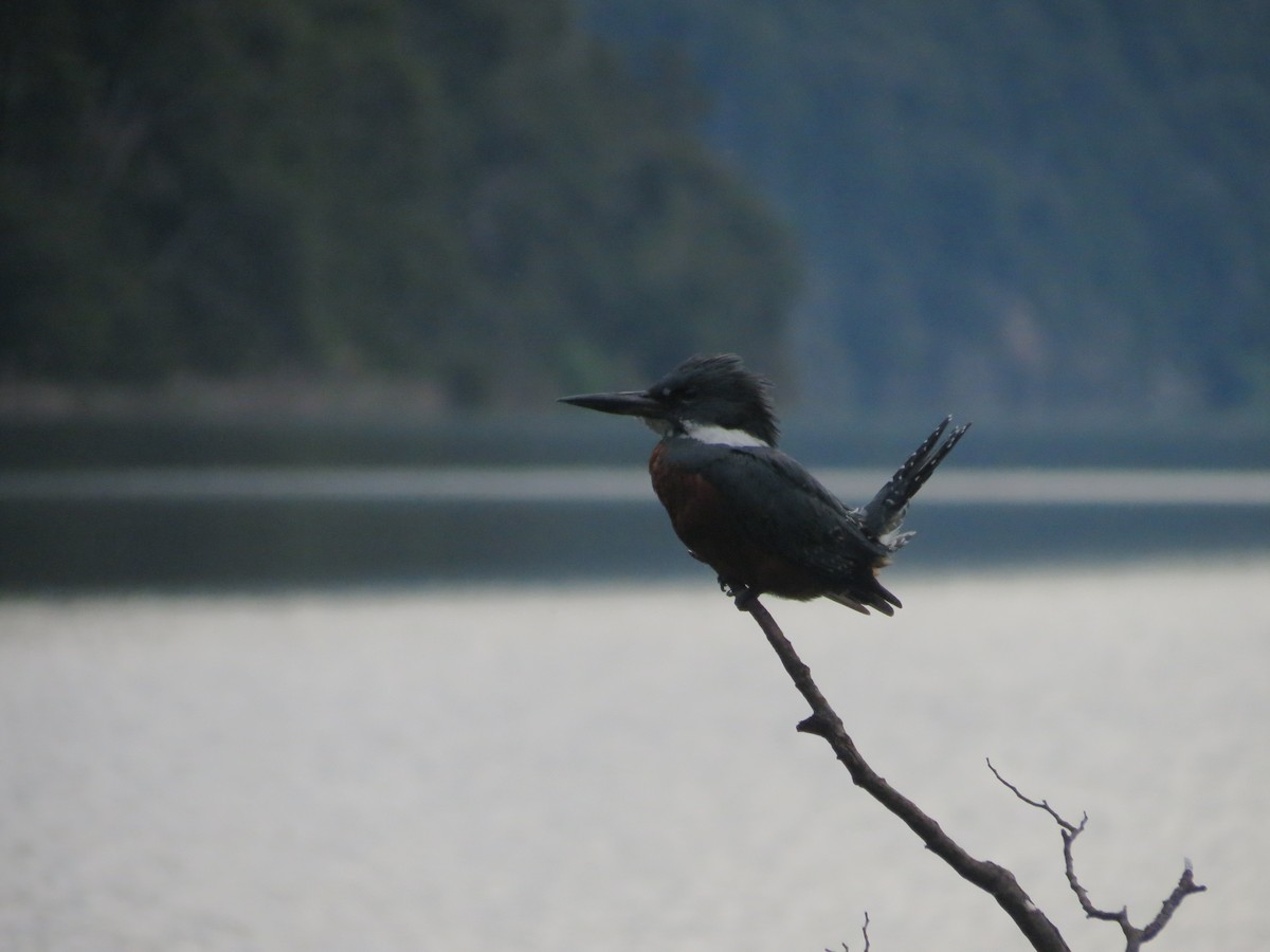 Ringed Kingfisher - ML615599445