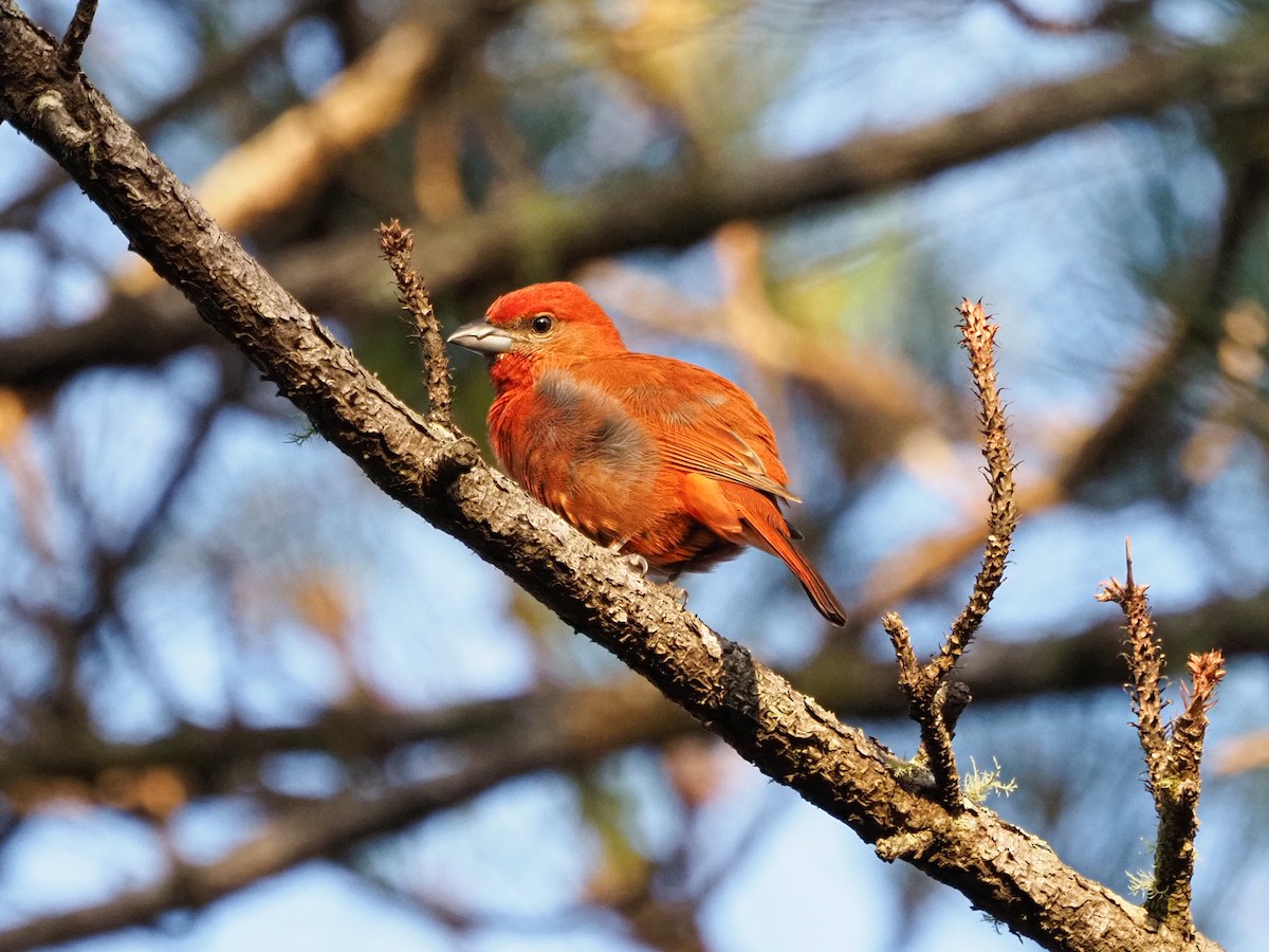 Hepatic Tanager - ML615599447