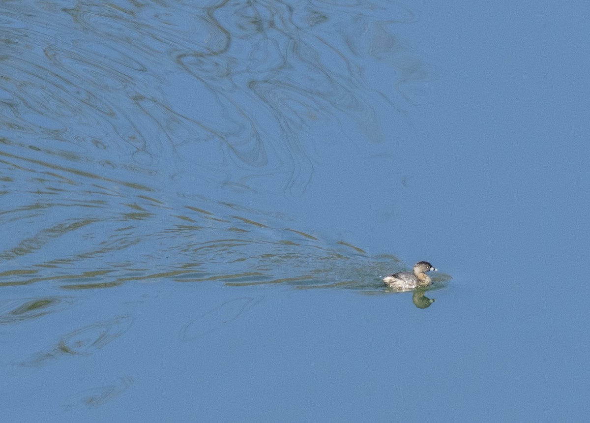 Pied-billed Grebe - ML615599448