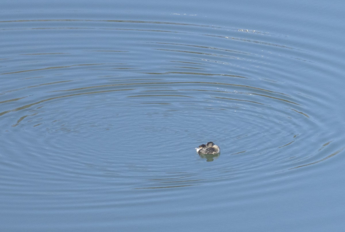 Pied-billed Grebe - ML615599449