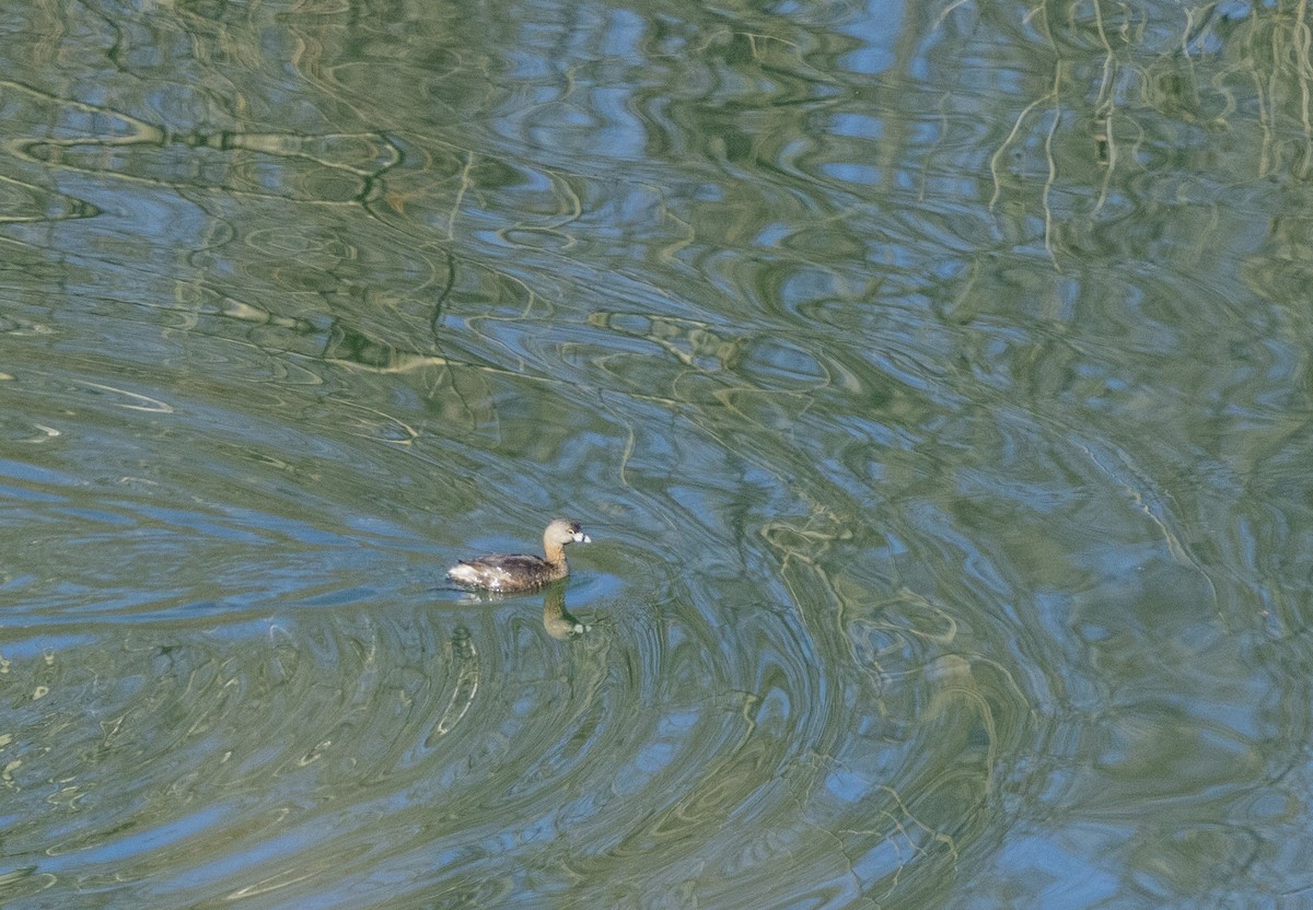 Pied-billed Grebe - ML615599450