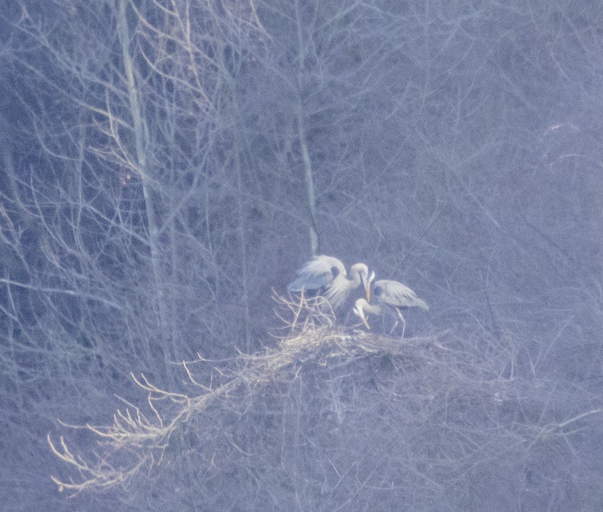 Great Blue Heron - ML615599463