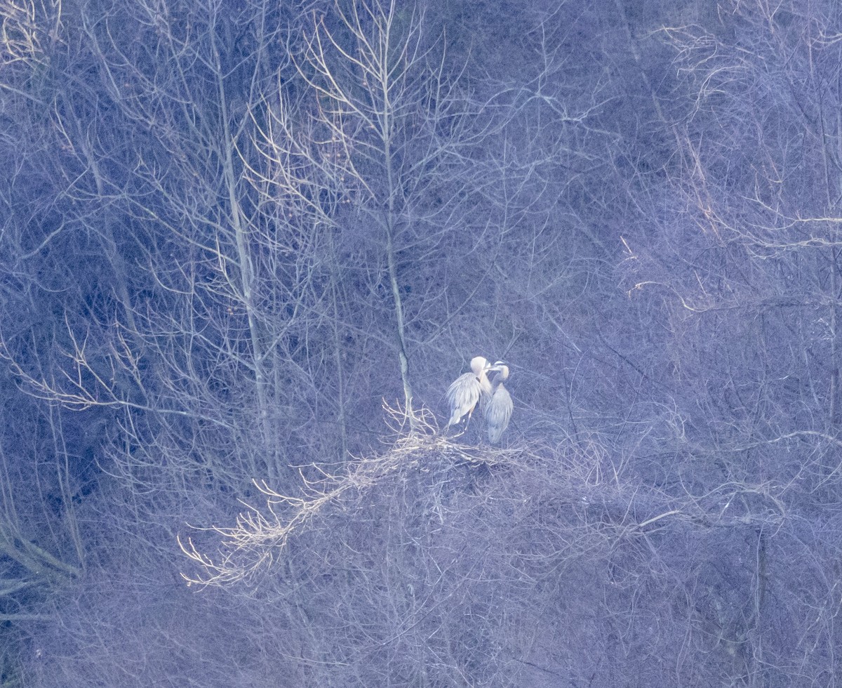 Great Blue Heron - ML615599464