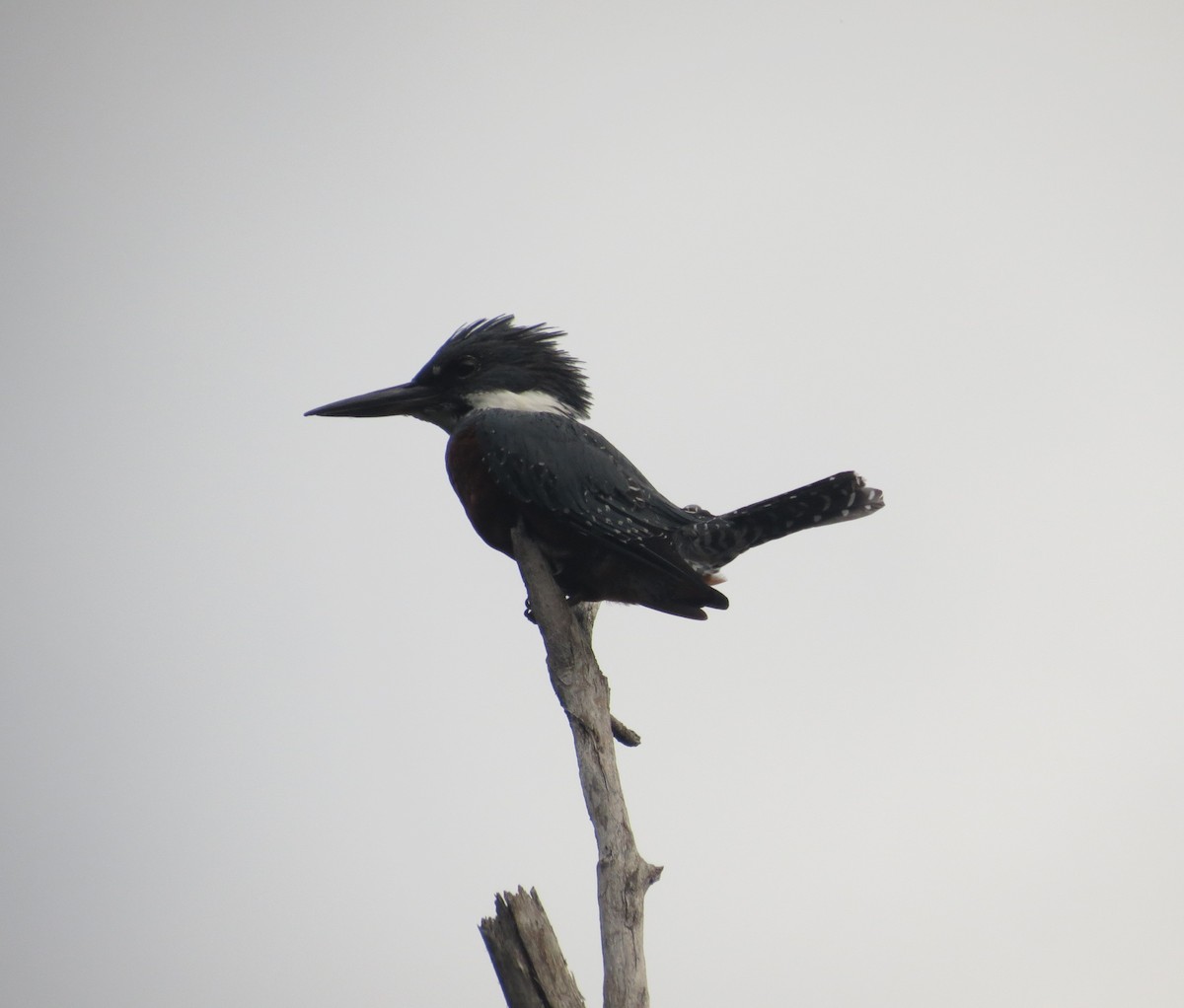 Ringed Kingfisher - ML615599481