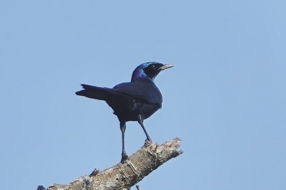 Burchell's Starling - ML615599555