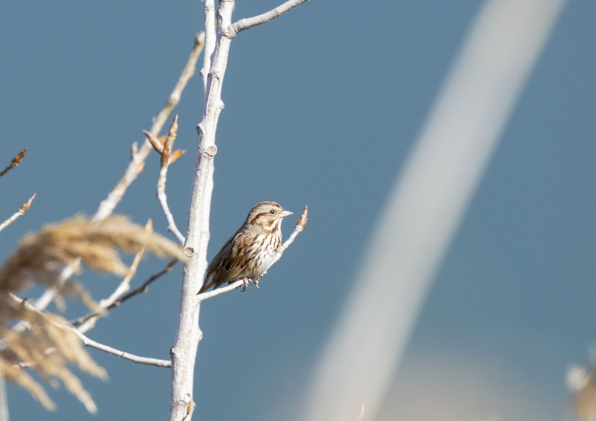 Song Sparrow - ML615599601