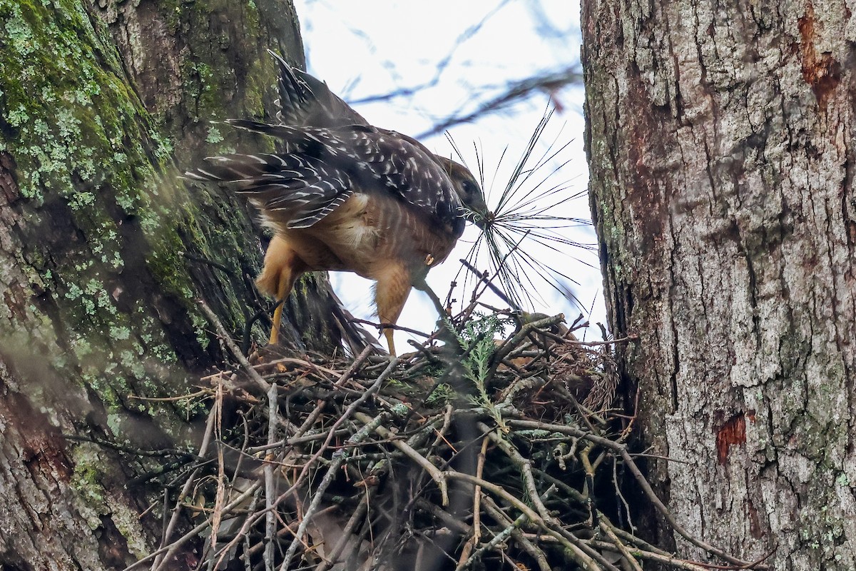 Red-shouldered Hawk - ML615599680