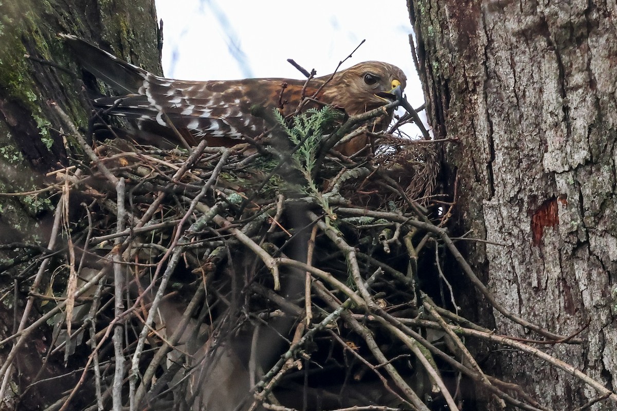 Red-shouldered Hawk - ML615599681