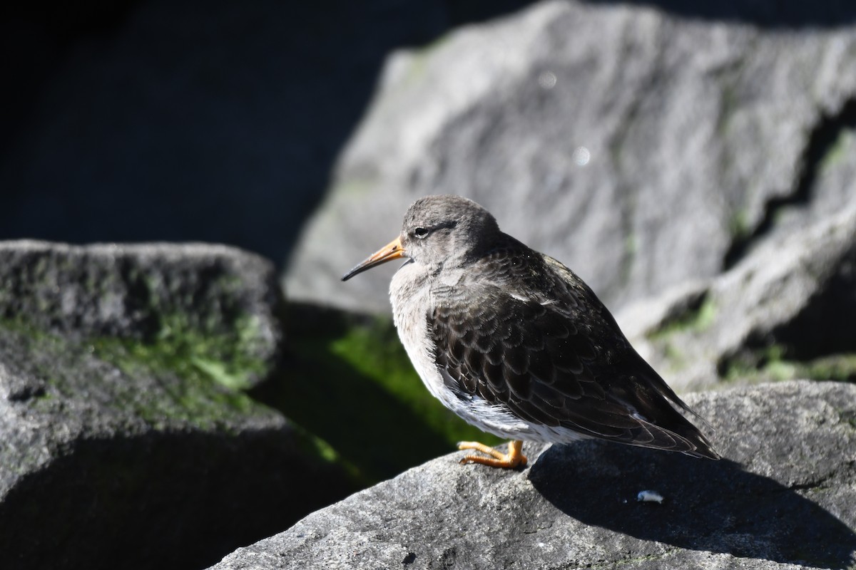 Purple Sandpiper - ML615599695