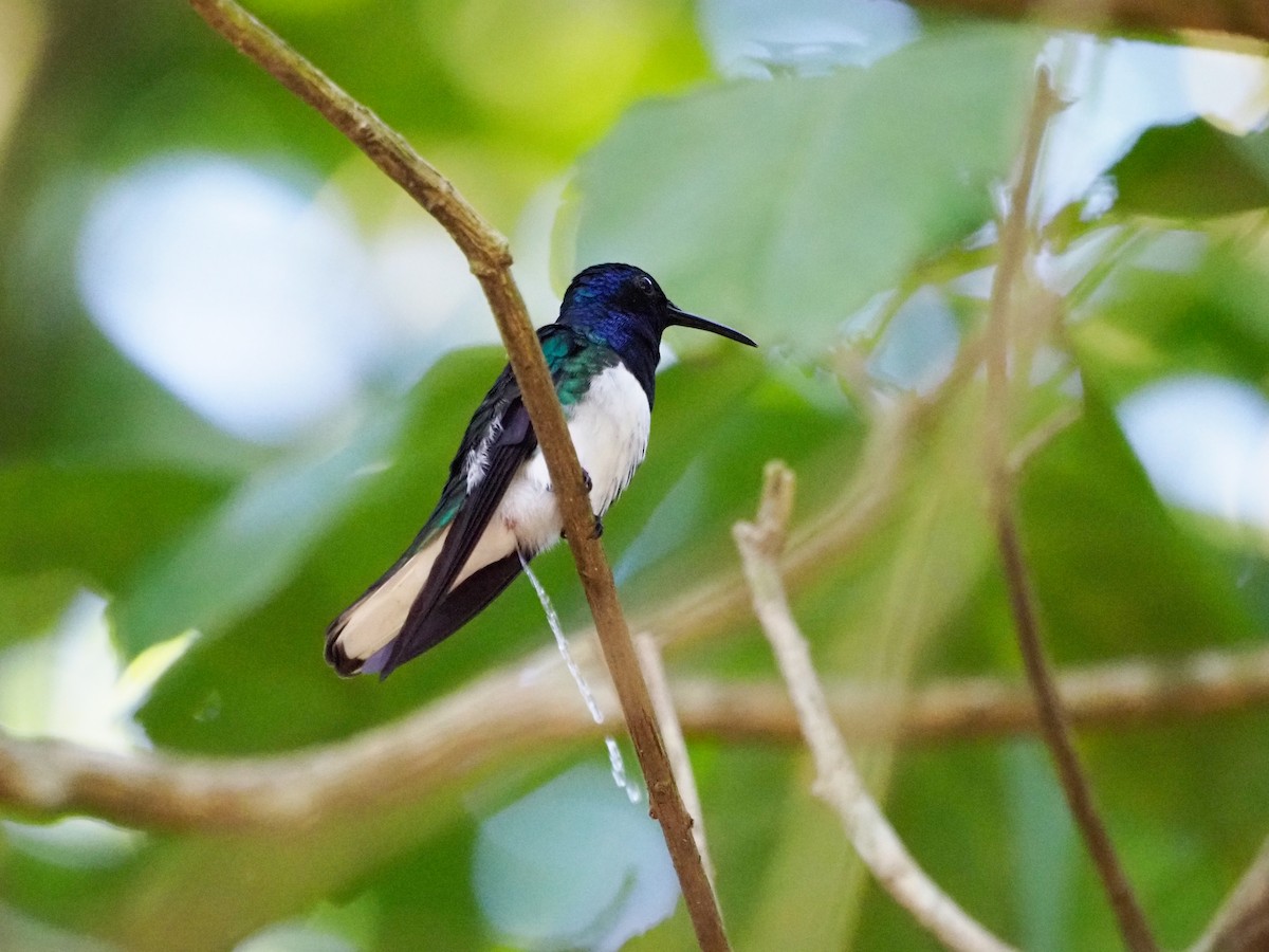 White-necked Jacobin - ML615599705