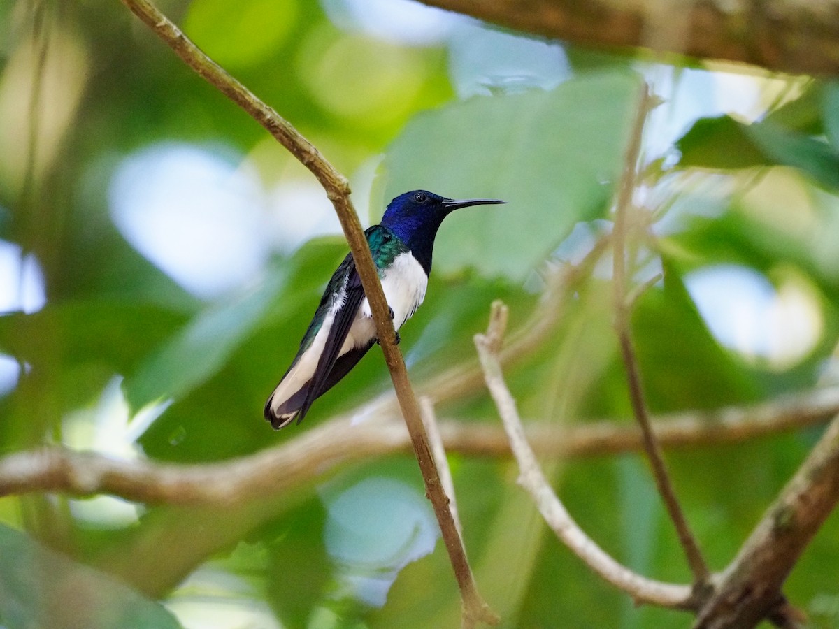 White-necked Jacobin - ML615599708