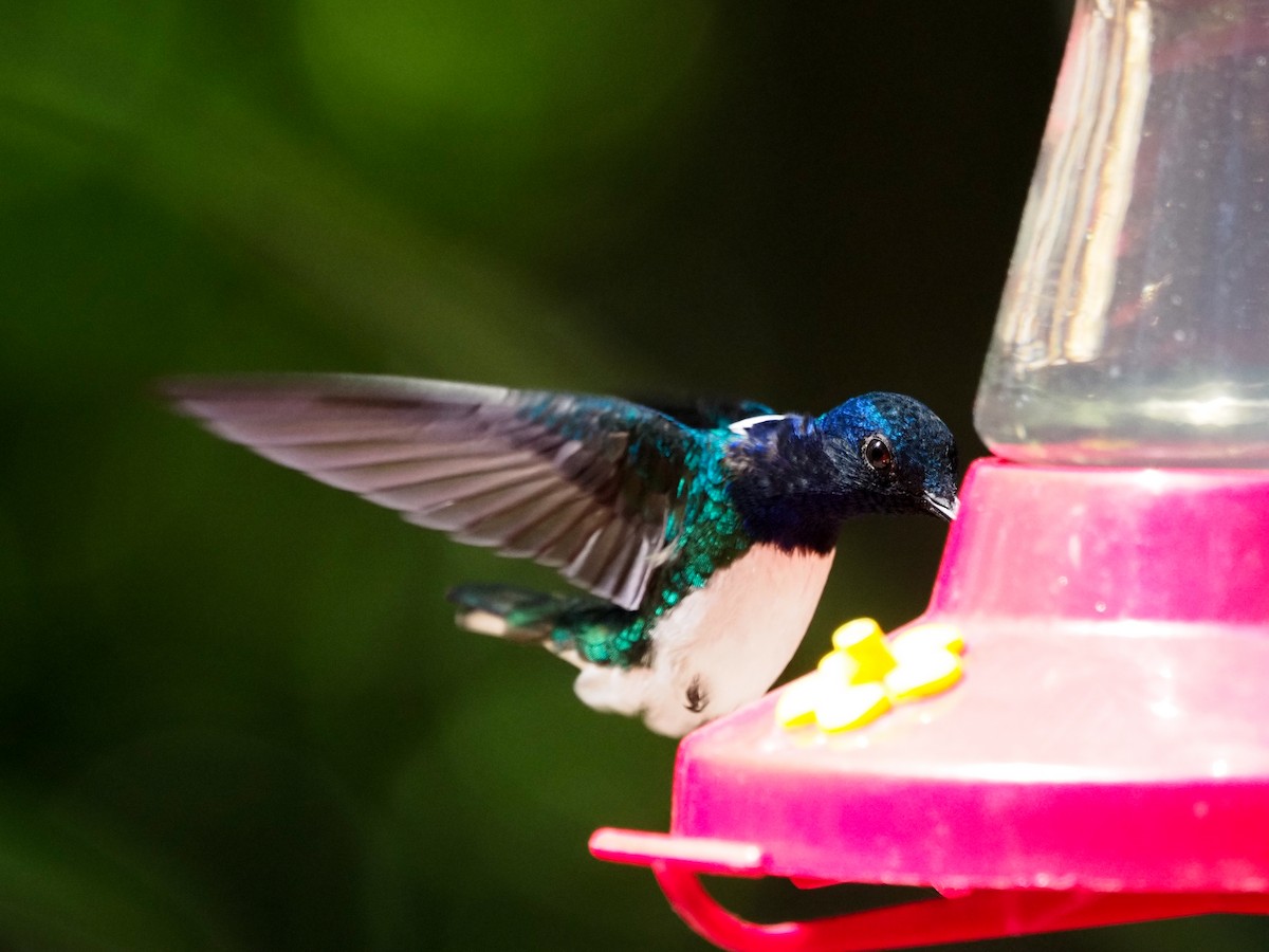 White-necked Jacobin - ML615599713