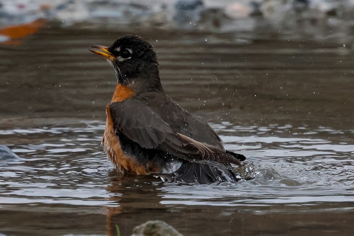 American Robin - ML615599732