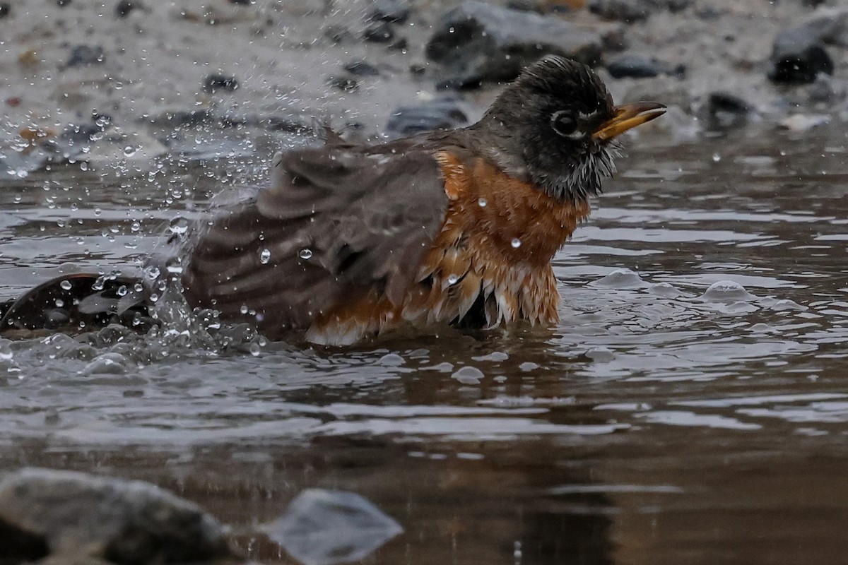 American Robin - ML615599733