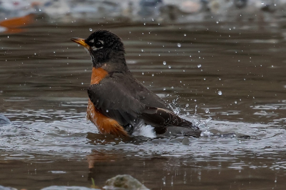 American Robin - ML615599734