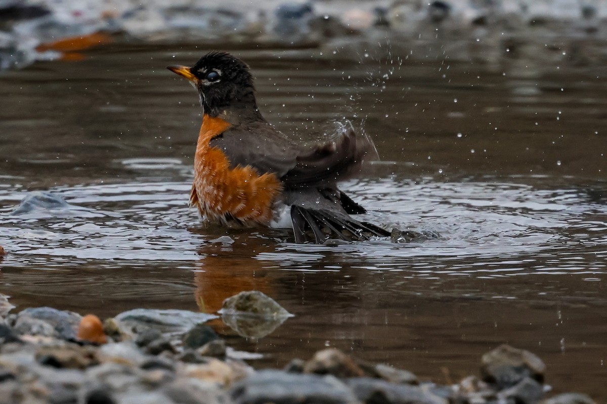 American Robin - ML615599735