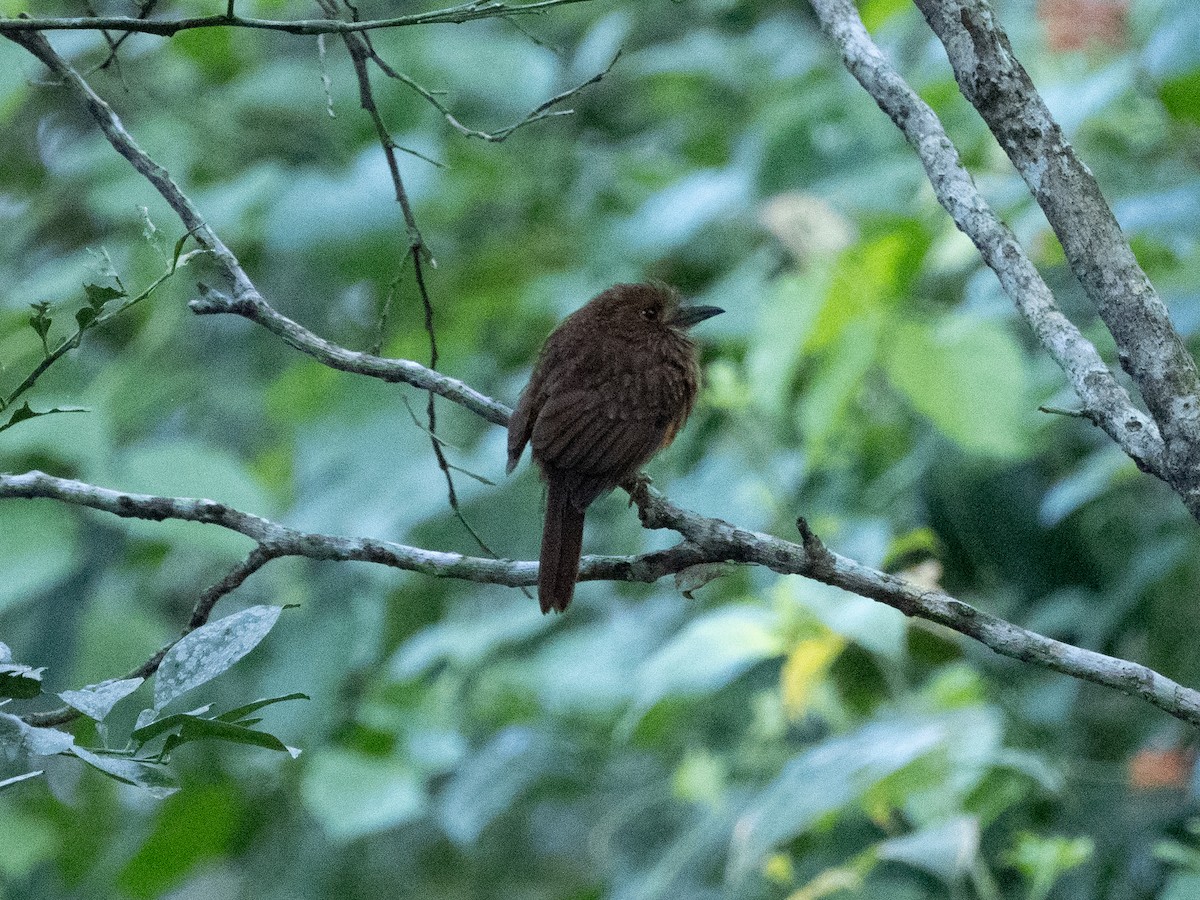 White-whiskered Puffbird - ML615599746