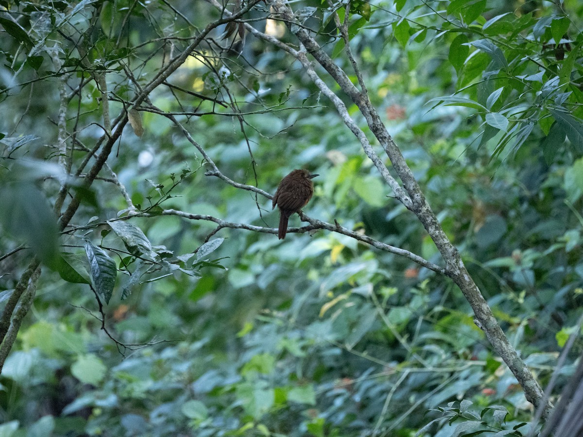 White-whiskered Puffbird - ML615599750