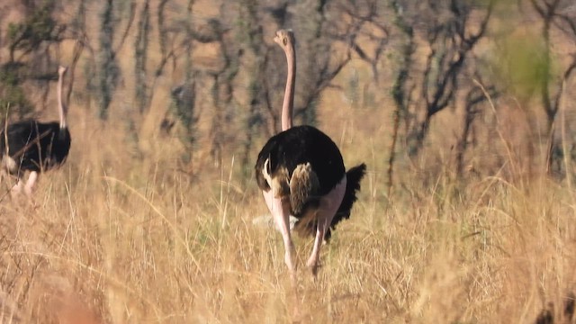 Common Ostrich - ML615599760