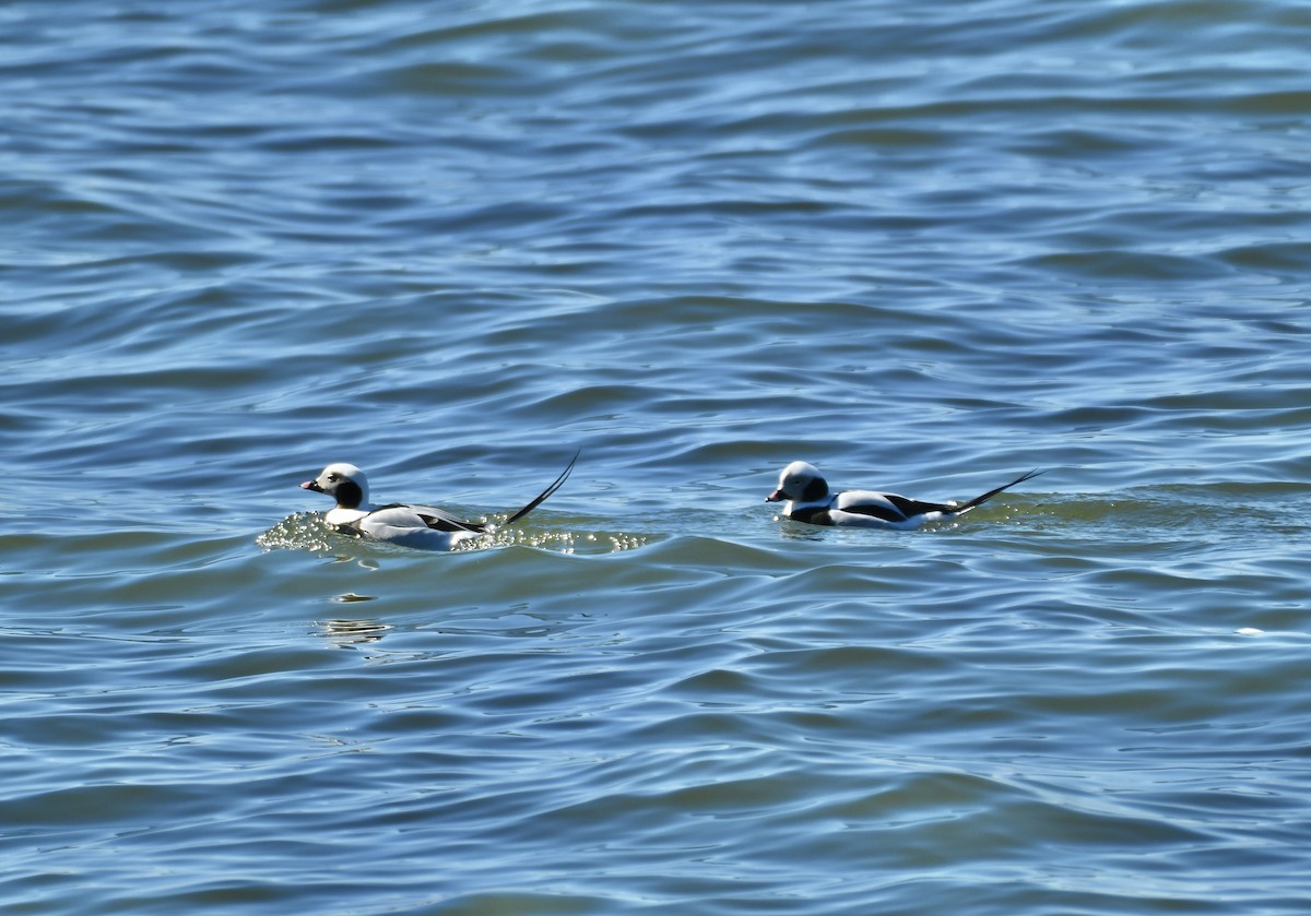 Long-tailed Duck - ML615599838