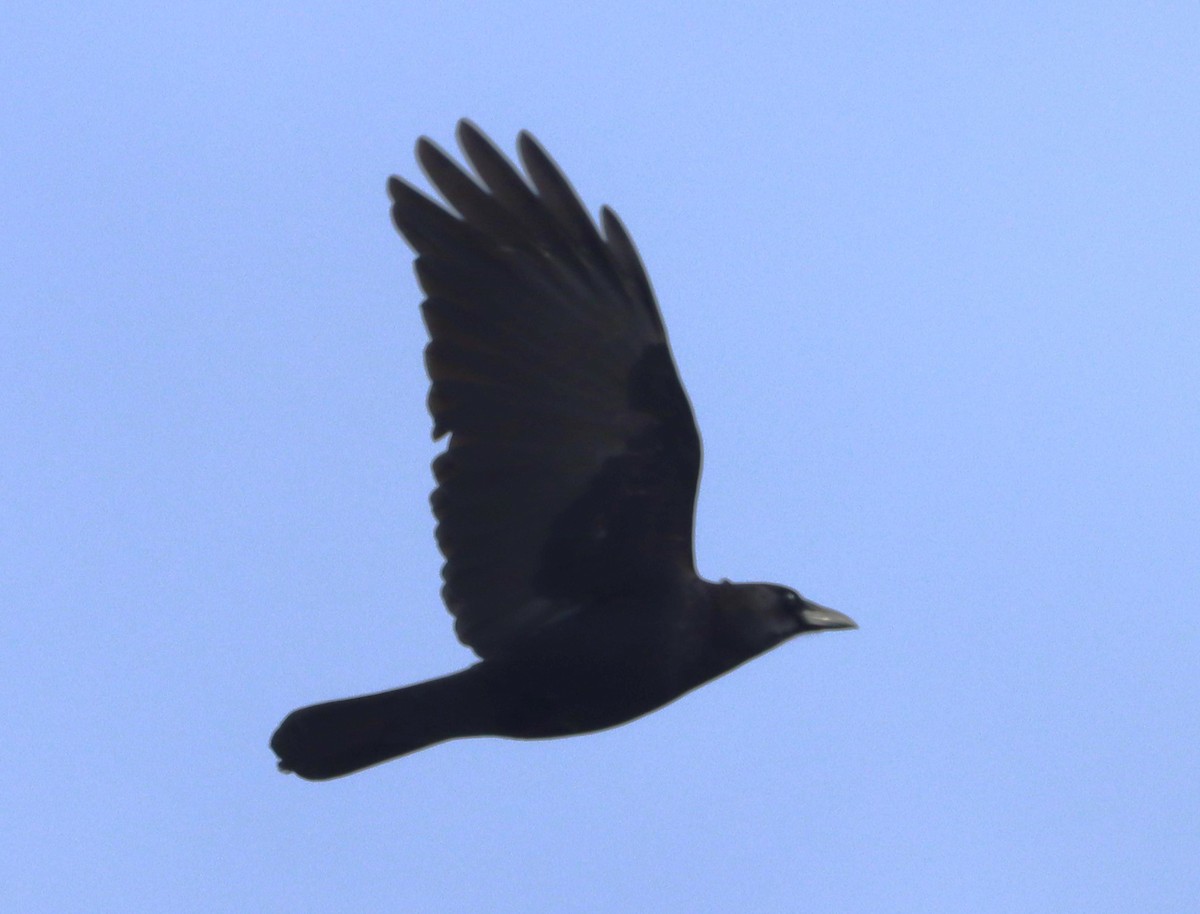 American Crow - ML615599865