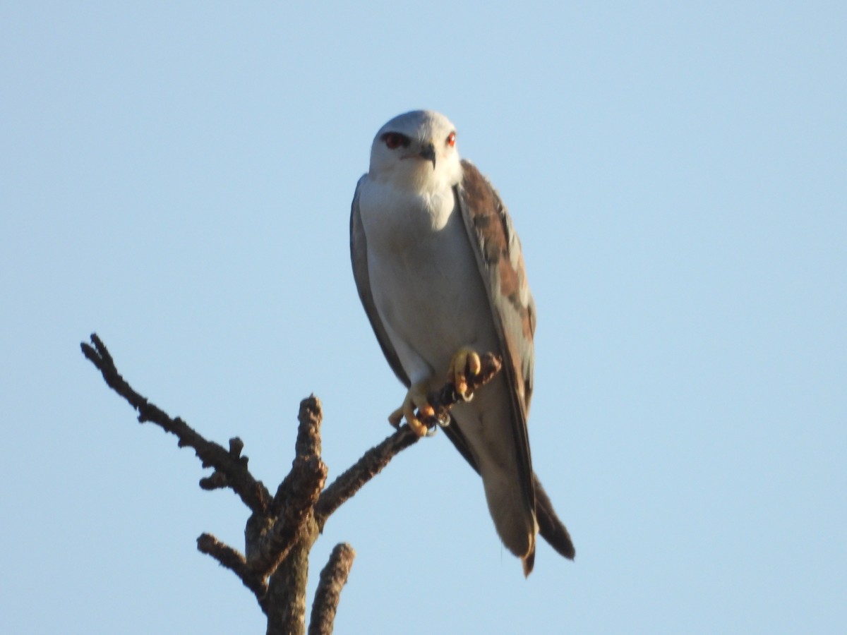 Black-winged Kite - Jonathan Onongo