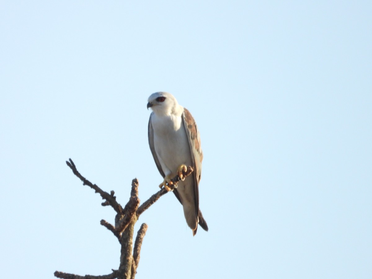 黑翅鳶 - ML615599880