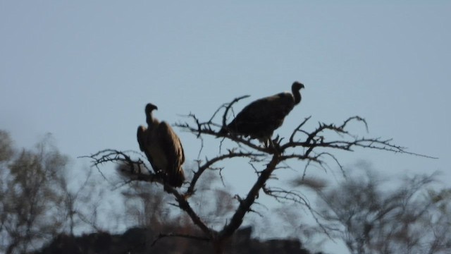 White-backed Vulture - ML615599971