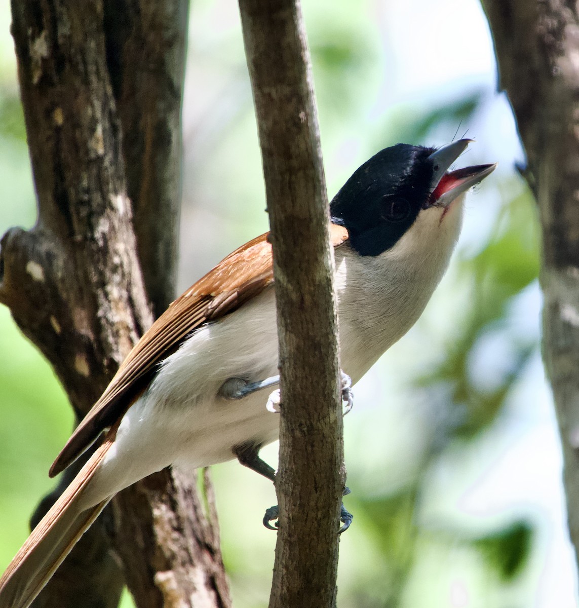 Rufous Vanga - ML615600105