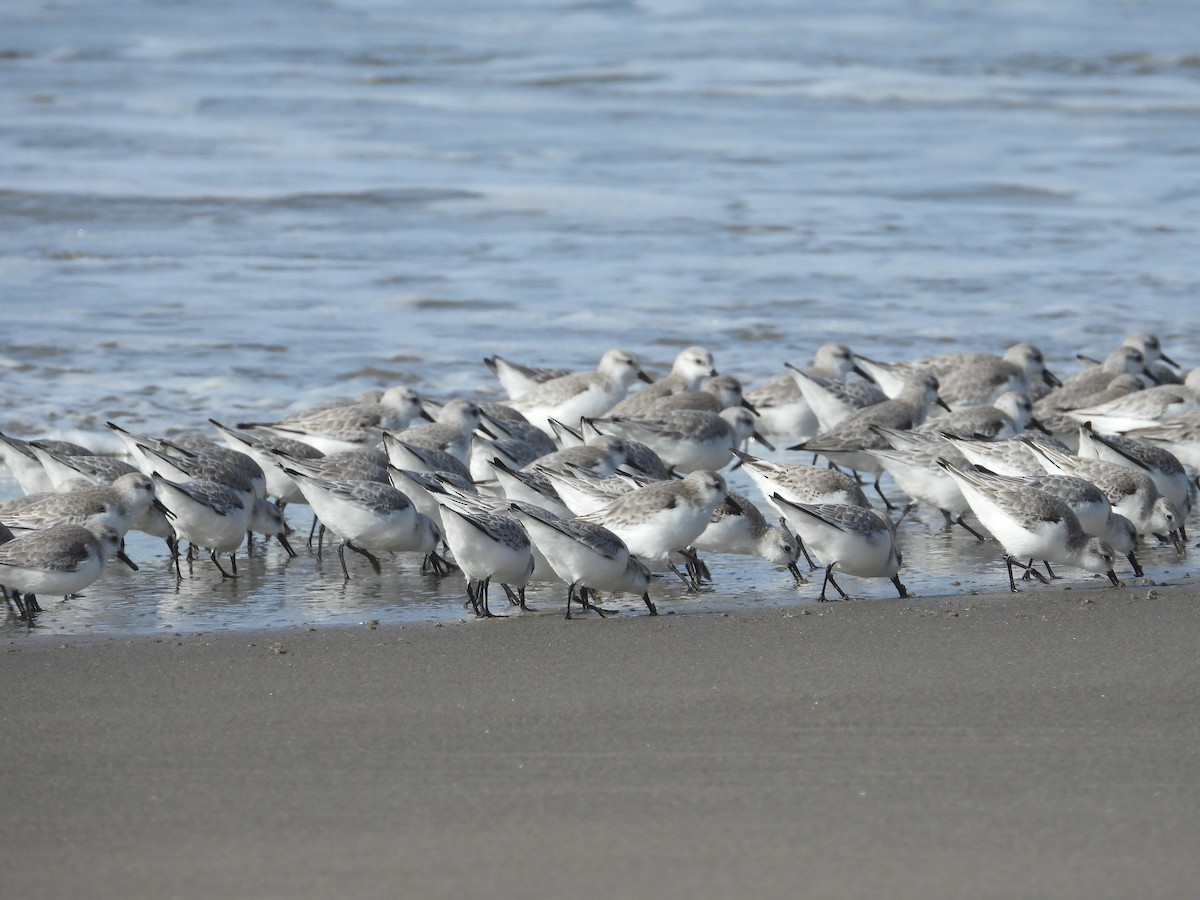 Bécasseau sanderling - ML615600189