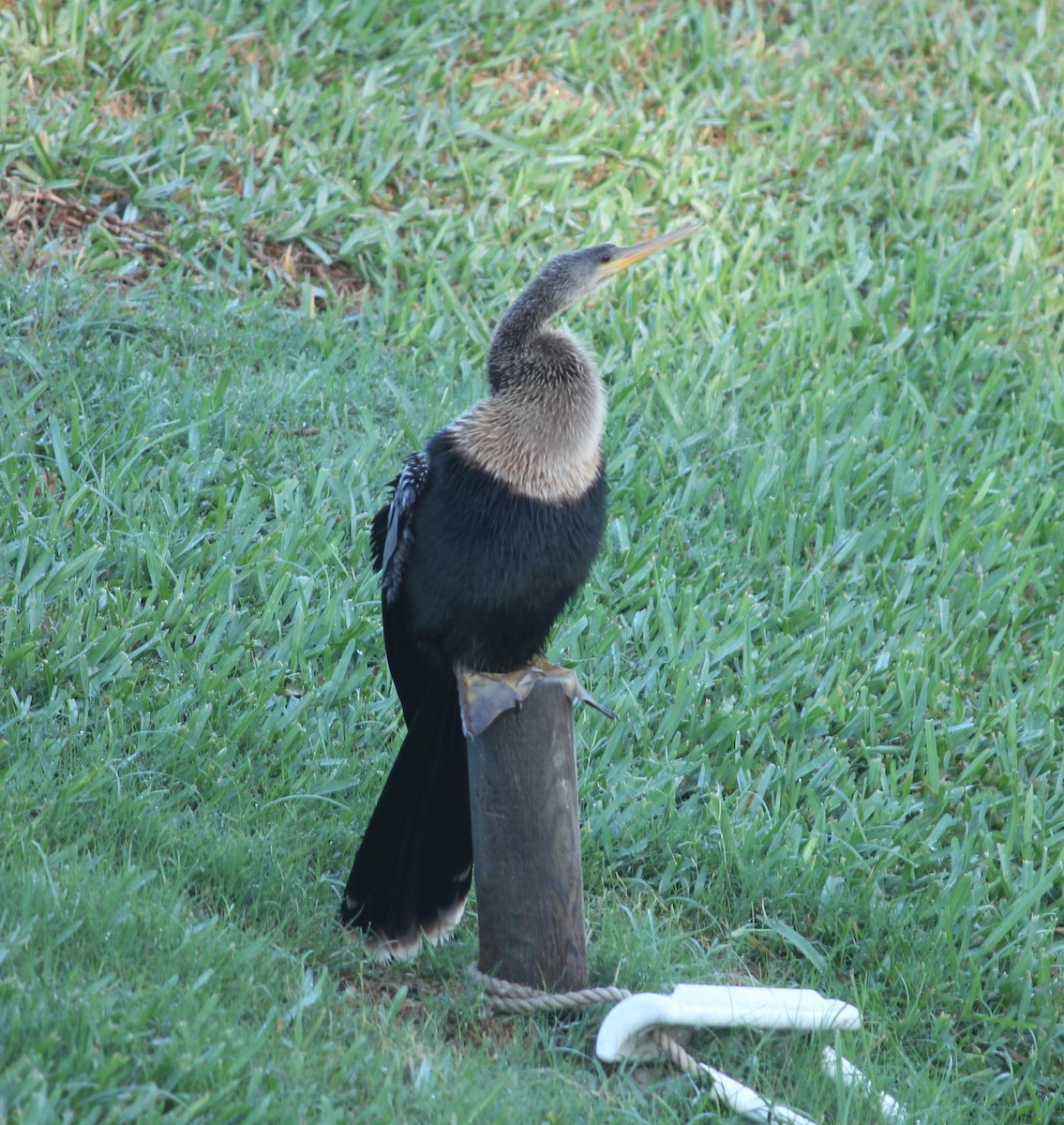 anhinga americká - ML615600220