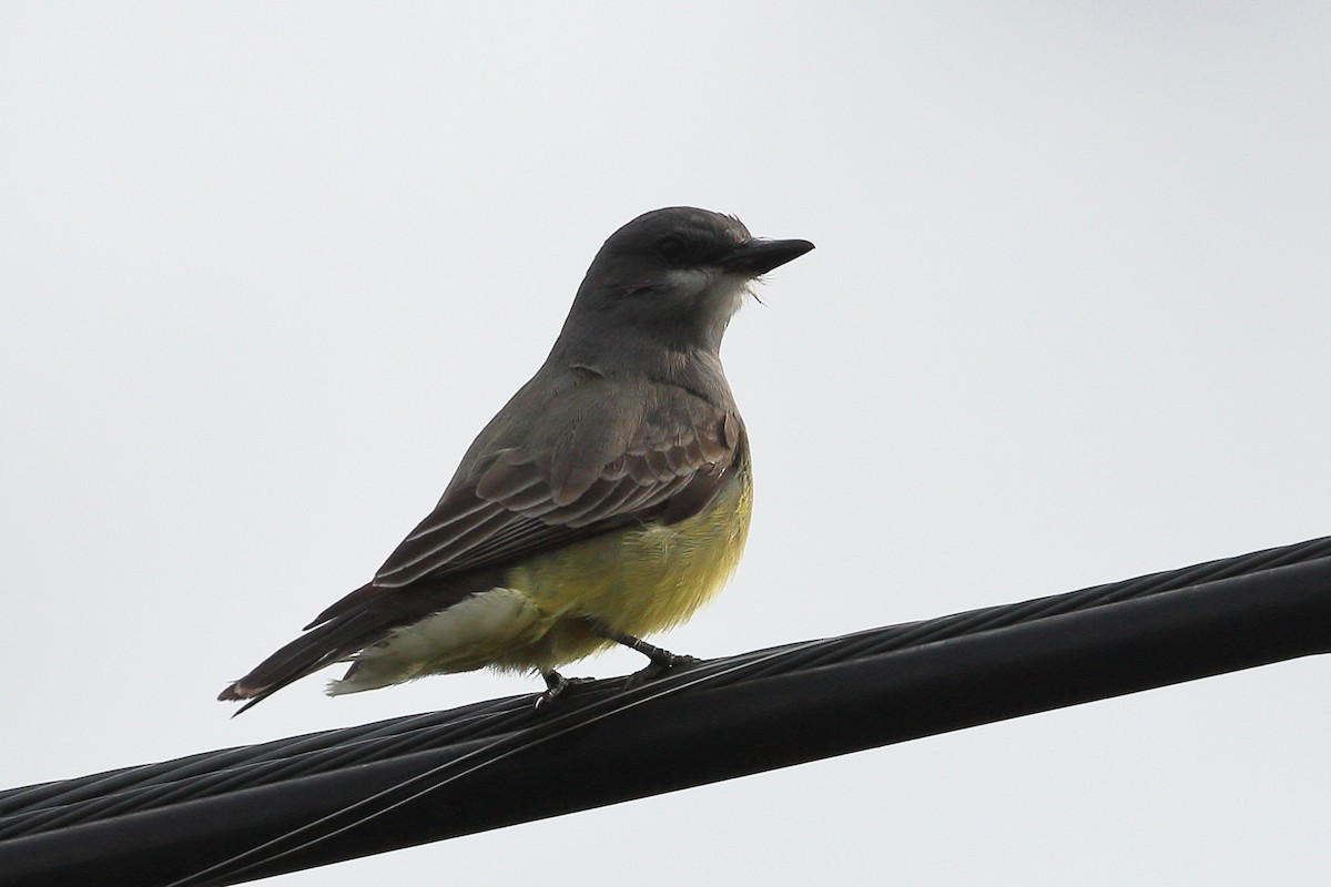 Cassin's Kingbird - ML615600281