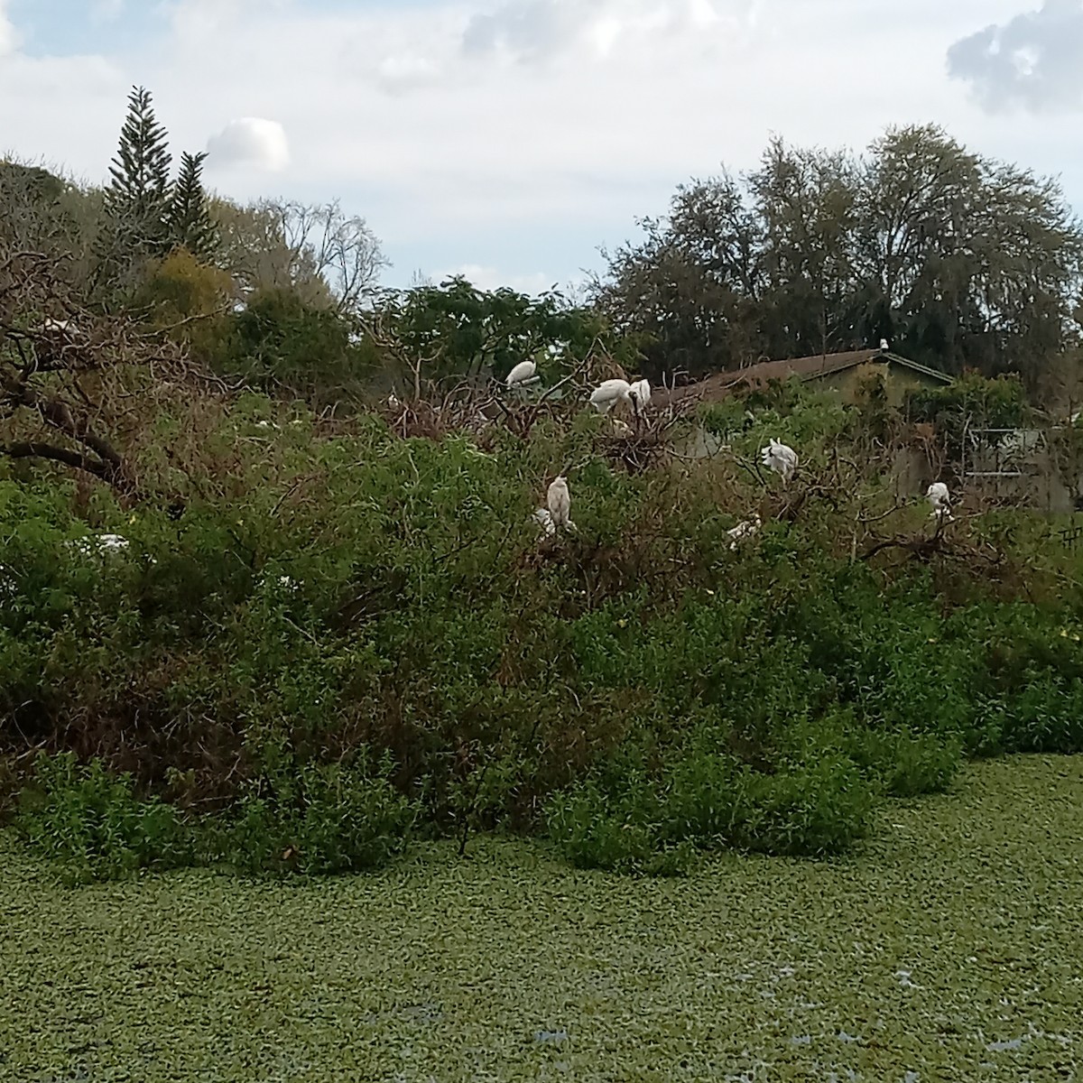 Wood Stork - ML615600283