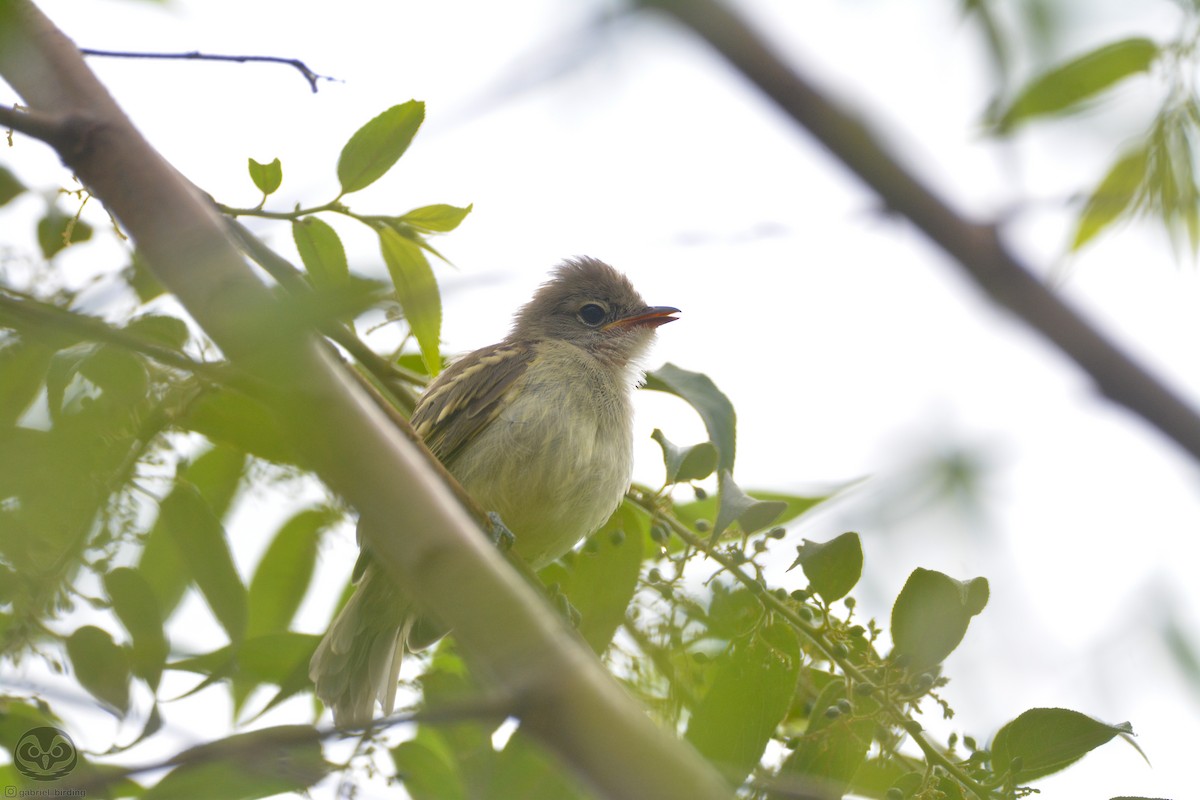 Yellow-bellied Elaenia - Dante Gabriel Moresco