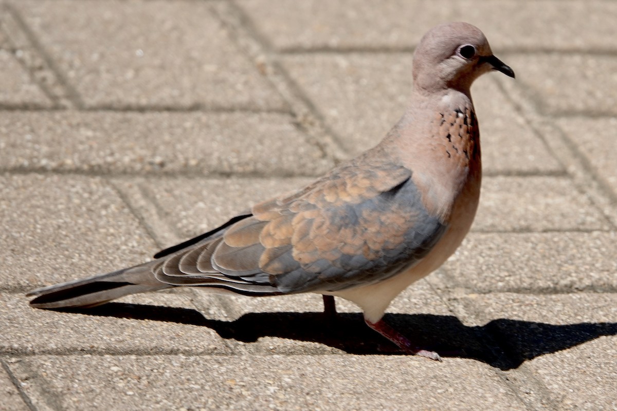 Laughing Dove - ML615600338