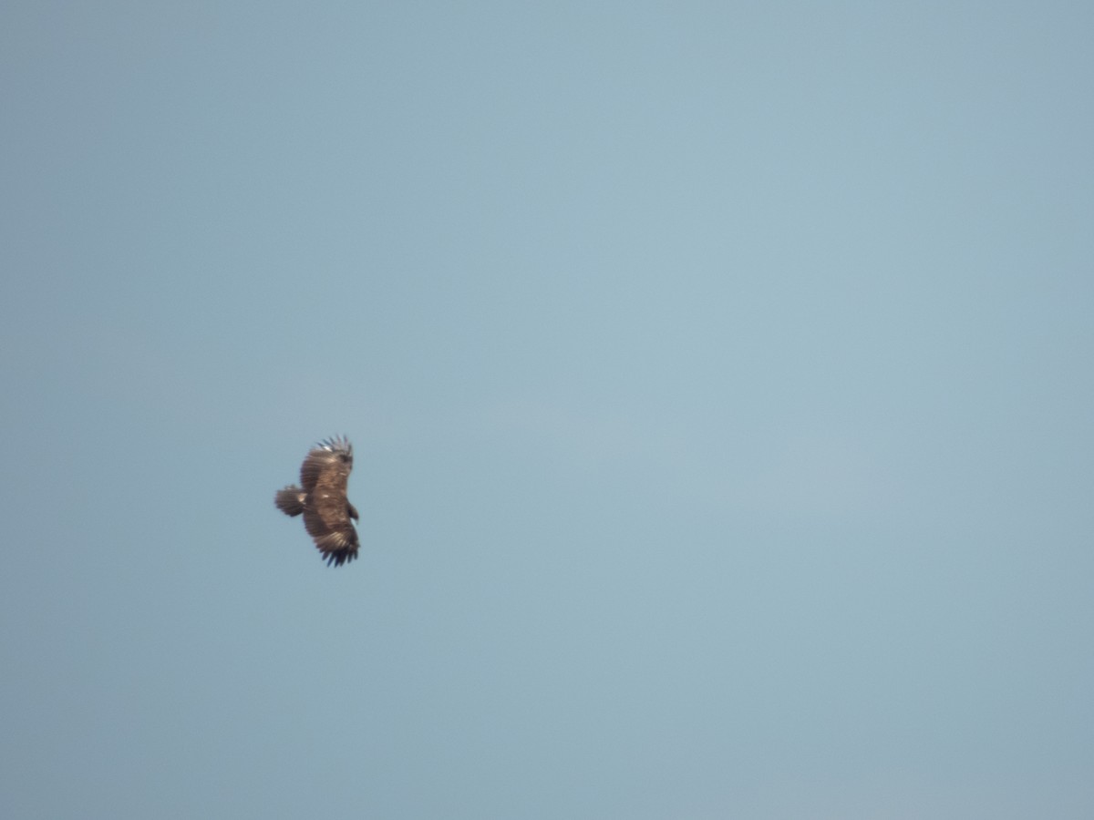 Бор бүргэд - ML615600344
