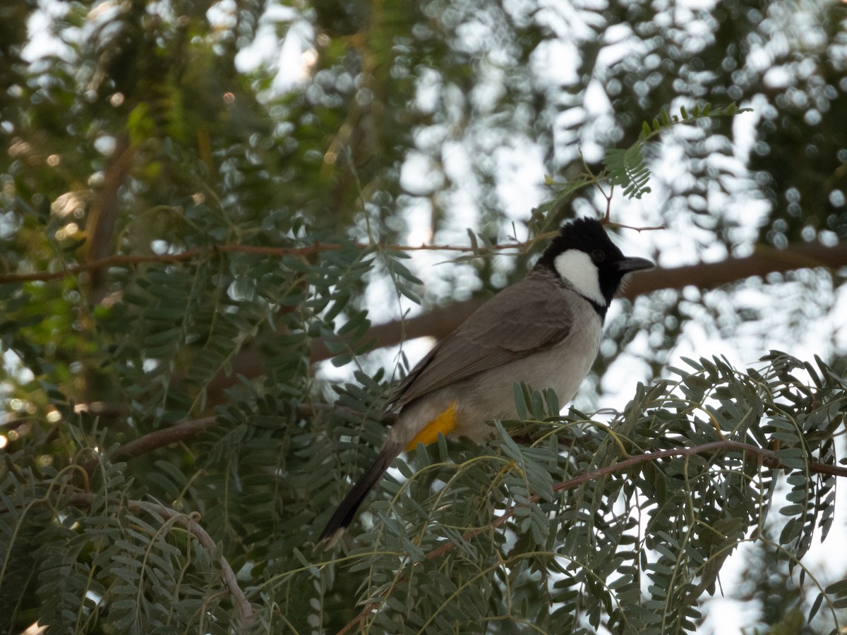 Bulbul à oreillons blancs - ML615600365