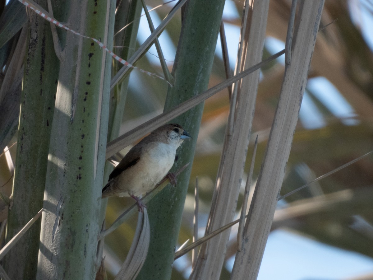 Indian Silverbill - ML615600379